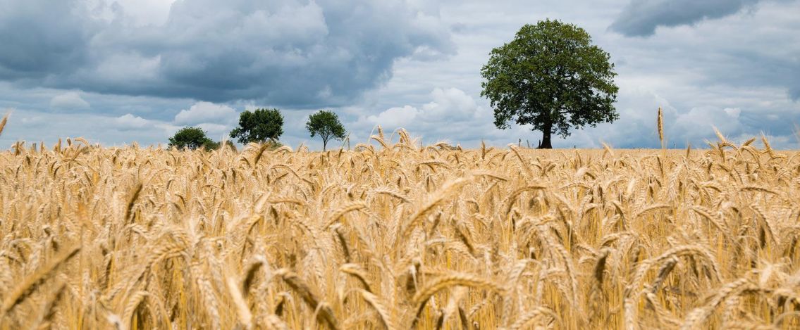 Grano dall’Ucraina, la guerra potrebbe influire su una crisi alimentare