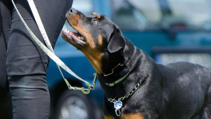 Torre del Greco, bimba di 2 anni è grave dopo l’aggressione di un rottweiler