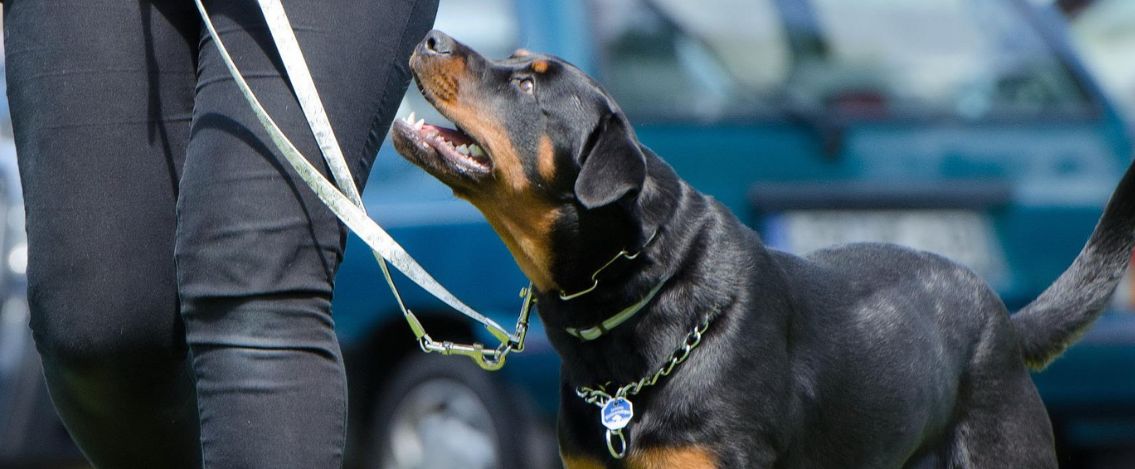 Torre del Greco, bimba di 2 anni è grave dopo l’aggressione di un rottweiler