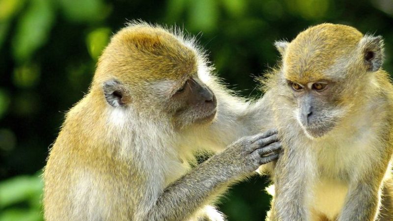 Vaiolo delle scimmie, possibili quarantene. Il arrivo anche il vaccino