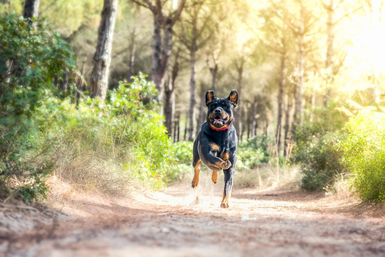 Modenese, donna aggredita e uccisa dai suoi cani