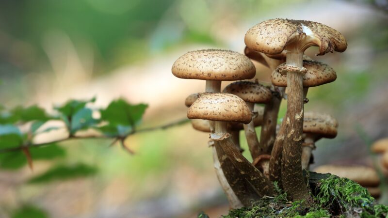 Mangiano funghi velenosi, un morto e quattro intossicati