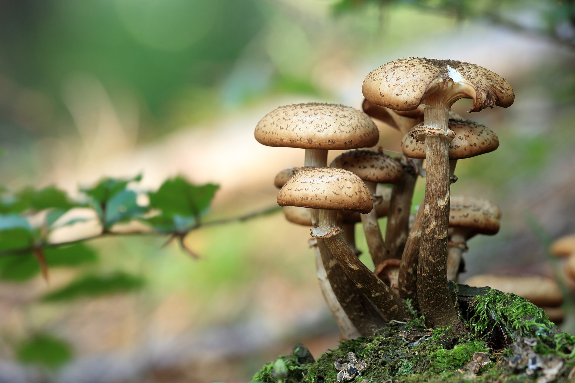 Mangiano funghi velenosi, un morto e quattro intossicati